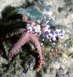 Harlequin Shrimp, Loloata Island, PNG.  Housed Nikon F, 5... by Rick Tegeler 